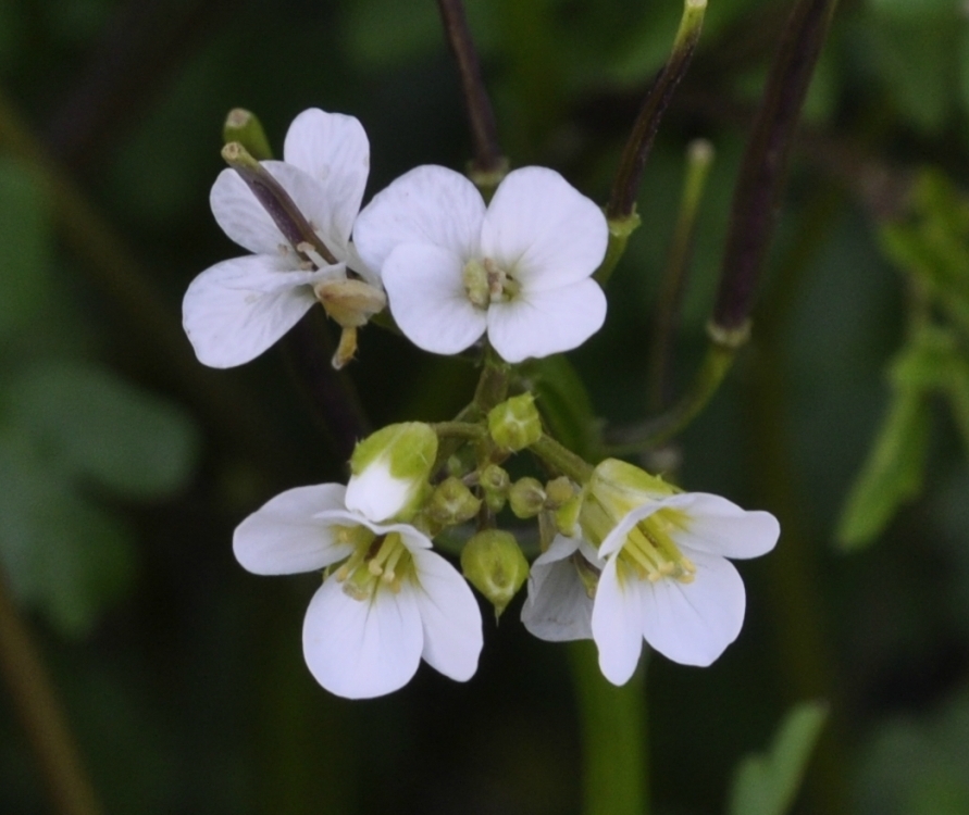 Изображение особи Cardamine graeca.