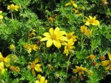 Bidens aurea