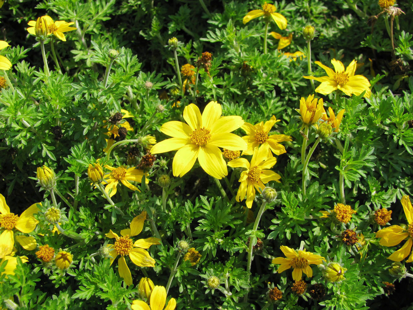 Изображение особи Bidens aurea.