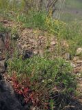 Rumex acetosella. Зацветающее растение. Южный Берег Крыма, северный склон горы Аю-Даг. 28.04.2019.