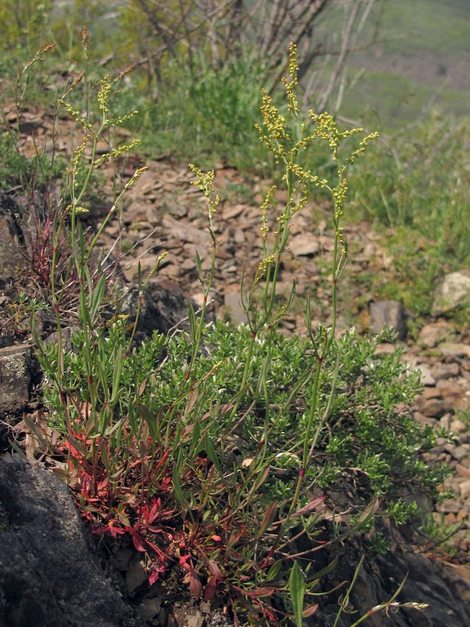 Image of Rumex acetosella specimen.