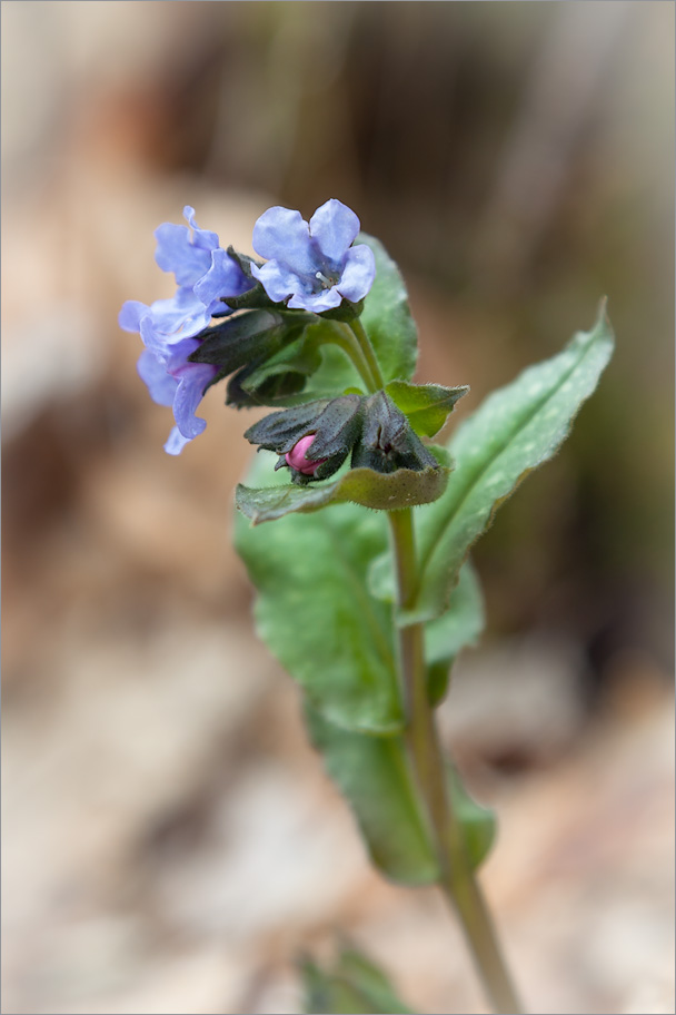 Изображение особи Pulmonaria obscura.