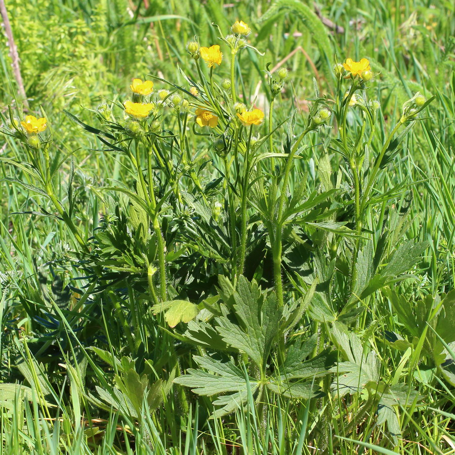 Image of genus Ranunculus specimen.