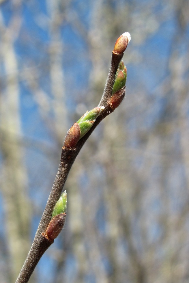 Изображение особи Salix cinerea.