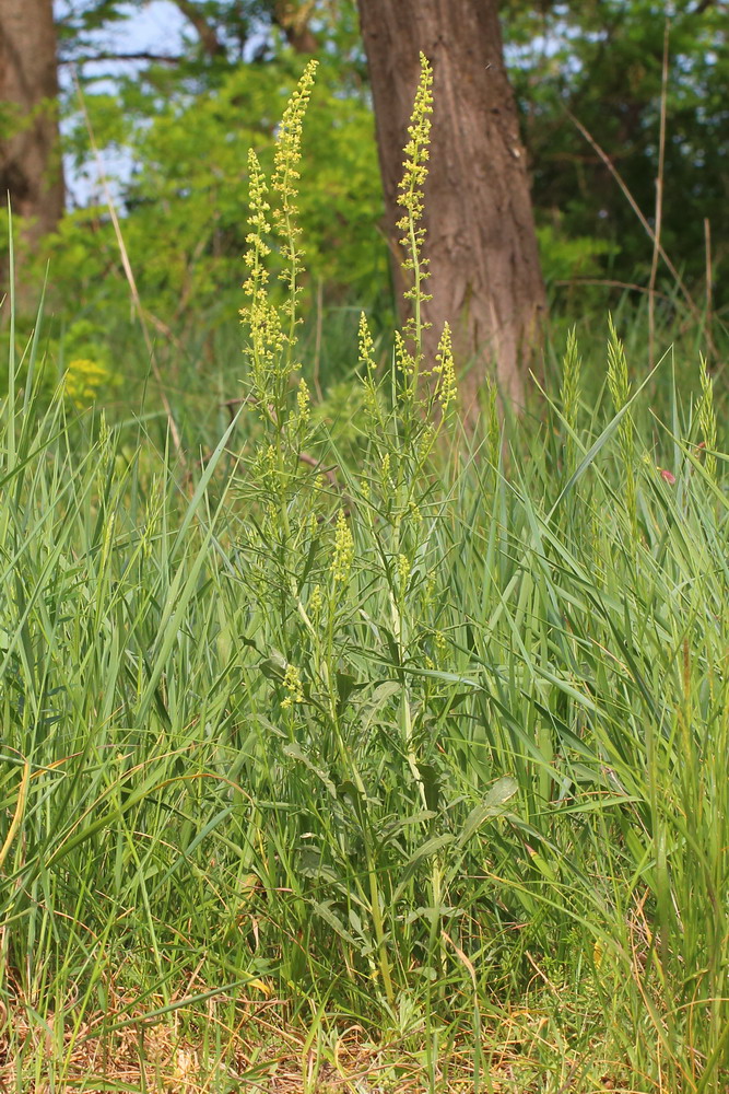 Изображение особи Reseda lutea.