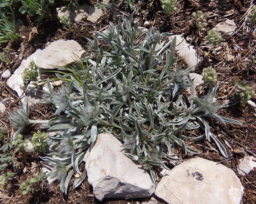 Image of Convolvulus tauricus specimen.