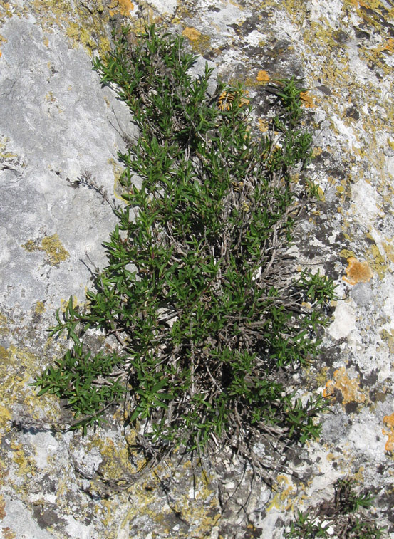 Image of Satureja taurica specimen.