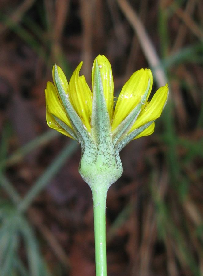 Изображение особи Tragopogon undulatus.