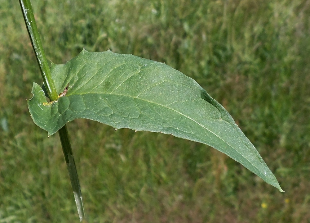 Image of Crepis paludosa specimen.