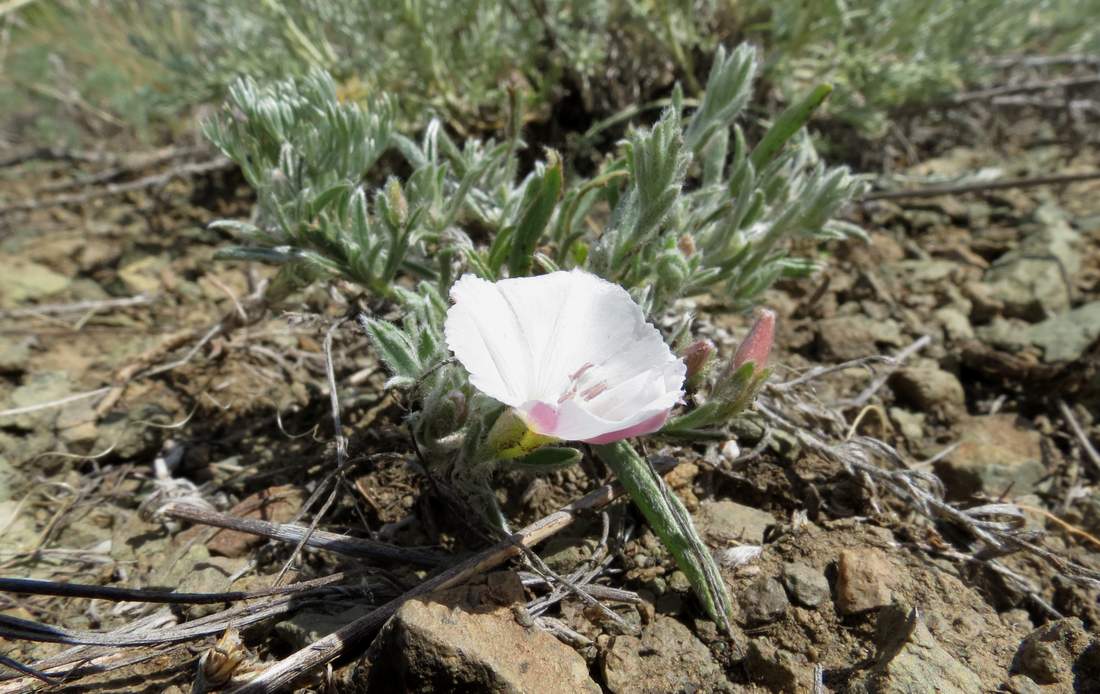 Изображение особи Convolvulus ammannii.