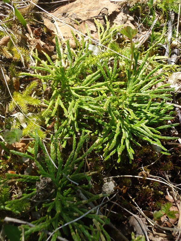 Image of Diphasiastrum complanatum specimen.