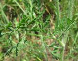 Daucus carota