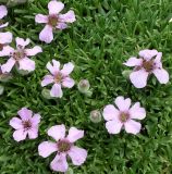 Saponaria &times; olivana