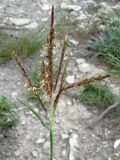 Bothriochloa ischaemum. Соцветие. Краснодарский край, Новороссийский р-н, окр. пос. Абрау-Дюрсо, можжевеловое редколесье. 14.07.2013.