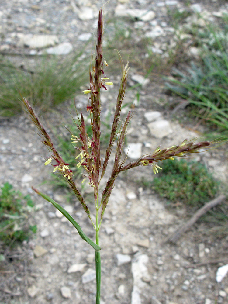 Image of Bothriochloa ischaemum specimen.