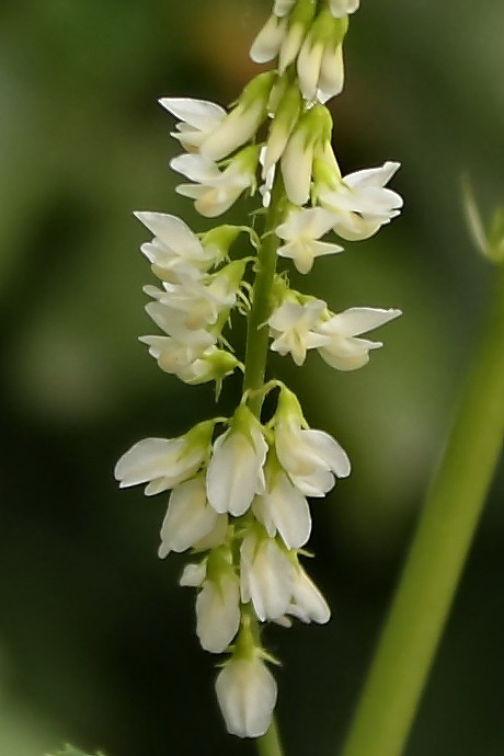 Изображение особи Melilotus albus.