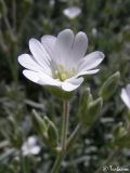 Cerastium biebersteinii