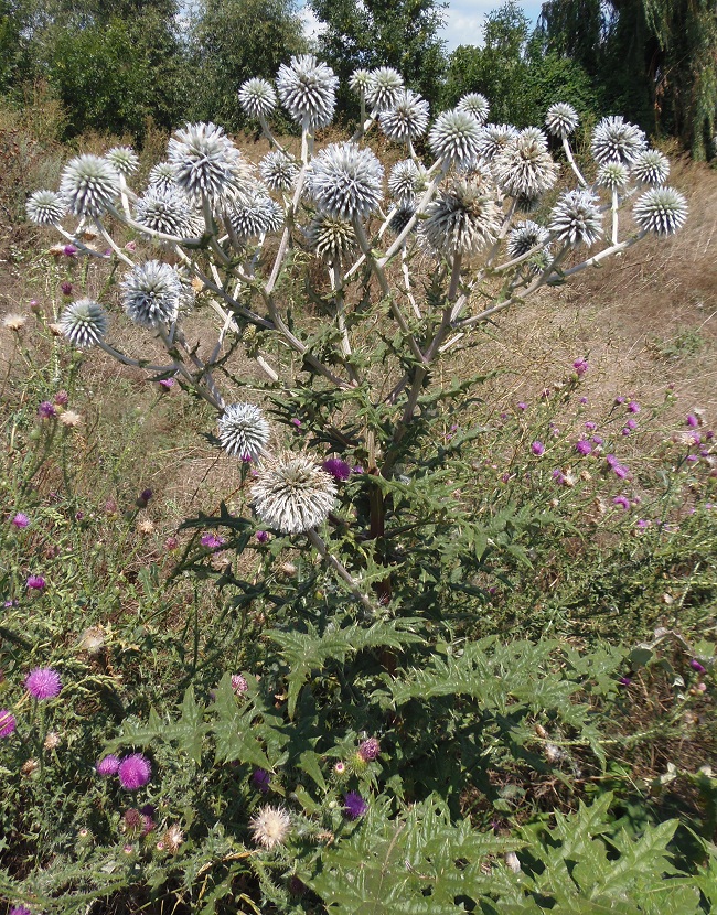 Изображение особи Echinops sphaerocephalus.