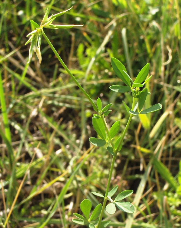 Изображение особи Lotus corniculatus.