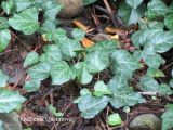 Hedera pastuchovii