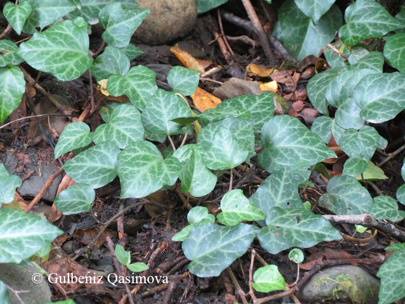 Изображение особи Hedera pastuchovii.