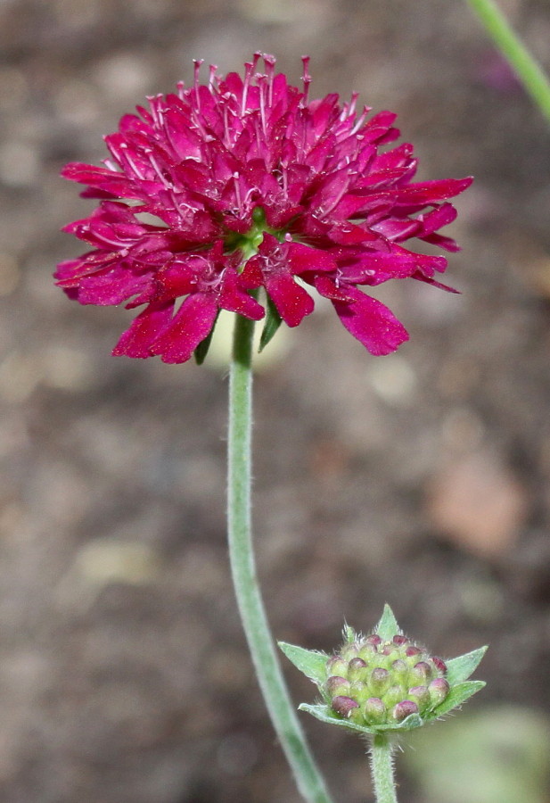 Изображение особи Knautia macedonica.