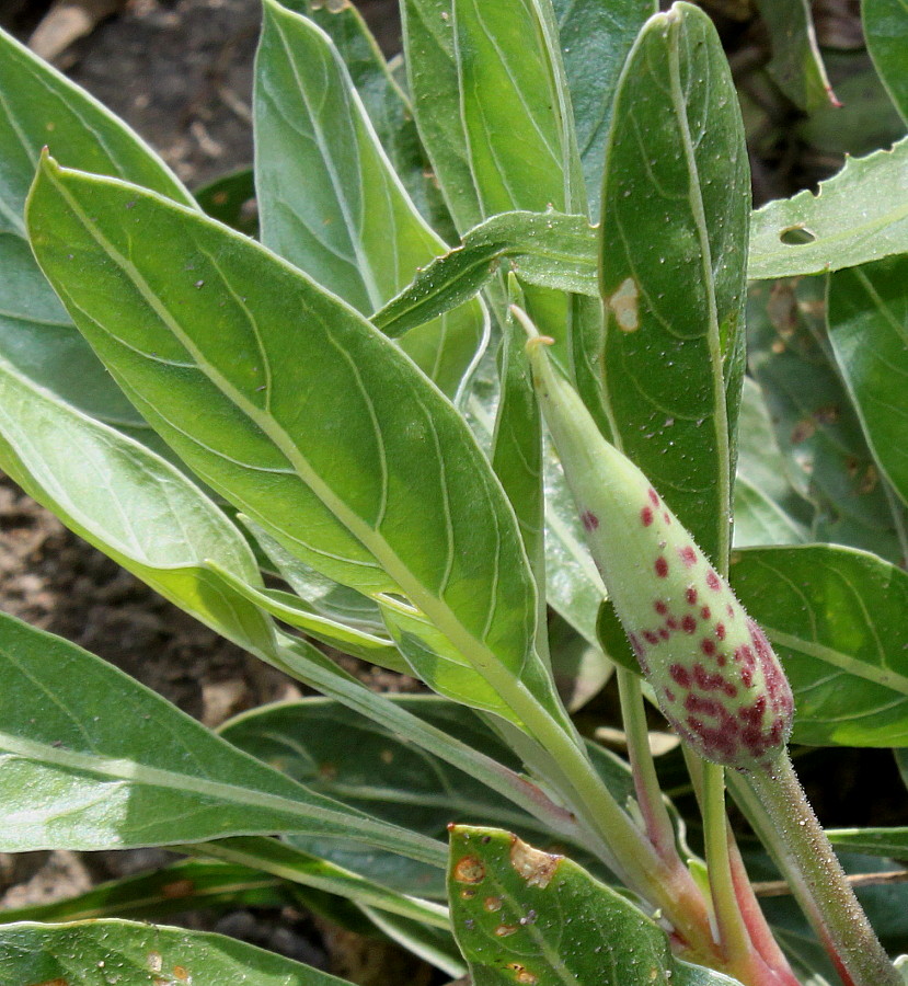 Image of Oenothera macrocarpa specimen.