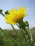 Sonchus подвид uliginosus