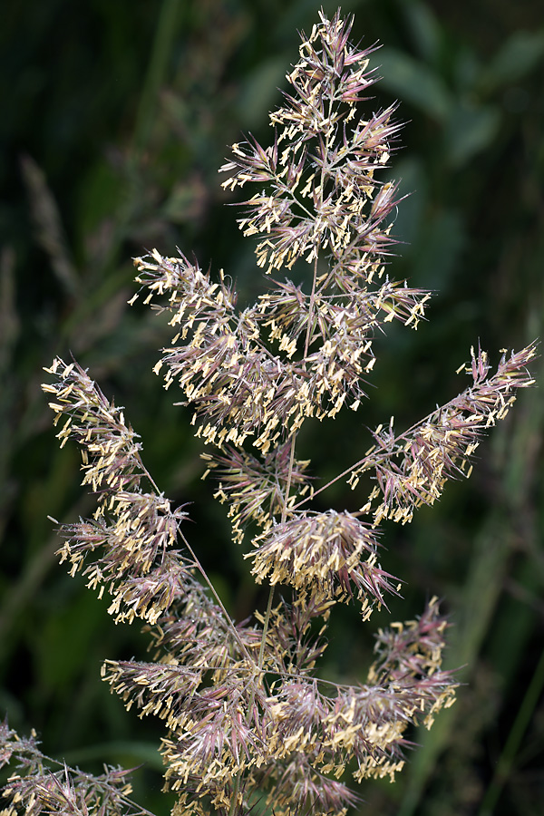 Изображение особи Calamagrostis epigeios.