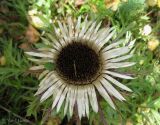 Carlina acaulis. Соцветие с питающимся насекомым. Украина, Ивано-Франковская обл., Косовский р-н, окр. с. Яворов, южный склон г. Терношора. 10 сентября 2013 г.