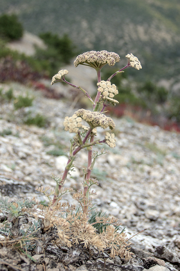 Image of Seseli gummiferum specimen.