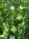 Stellaria neglecta