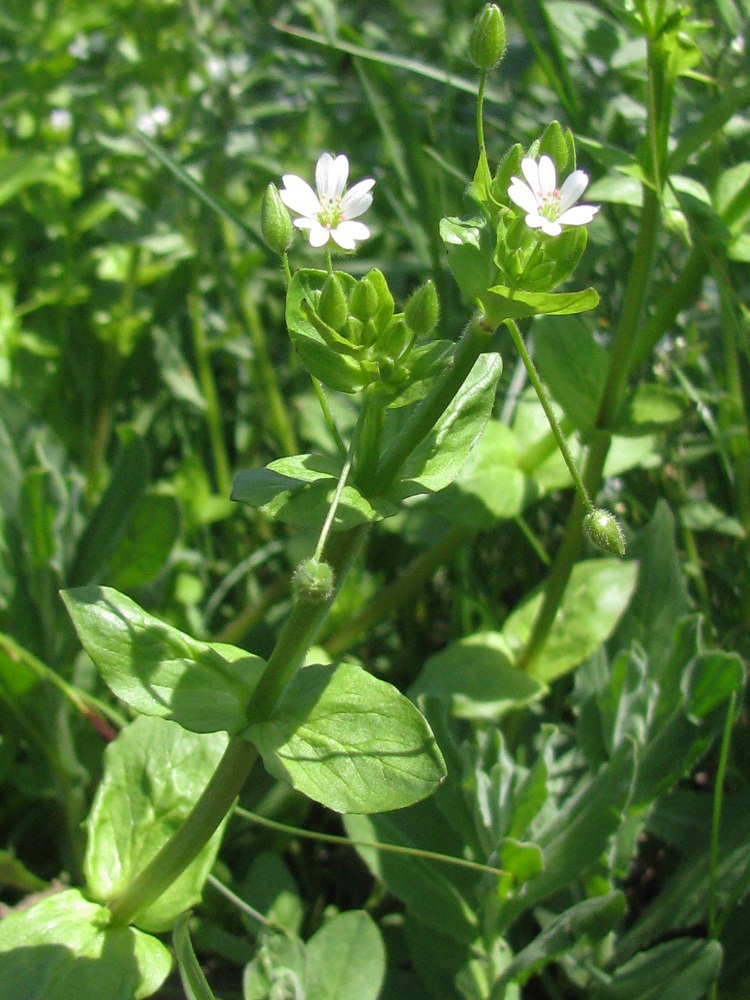 Image of Stellaria neglecta specimen.