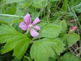 Rubus arcticus. Цветок и лист. Республика Бурятия, Баунтовский эвенкийский р-н, пос. Северный, околица, опушка леса. 19.06.2013.