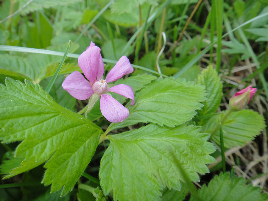 Изображение особи Rubus arcticus.