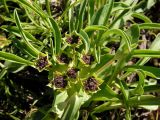 Bupleurum triradiatum