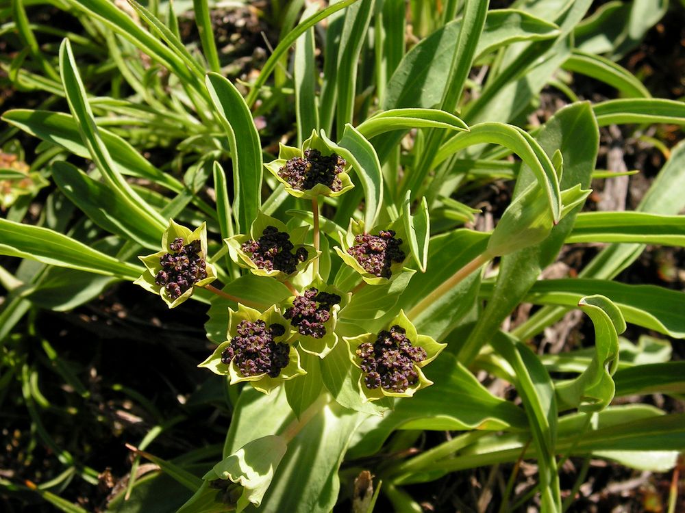 Изображение особи Bupleurum triradiatum.