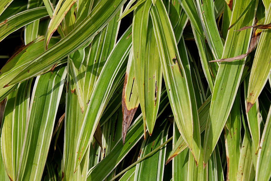 Image of Carex siderosticta specimen.