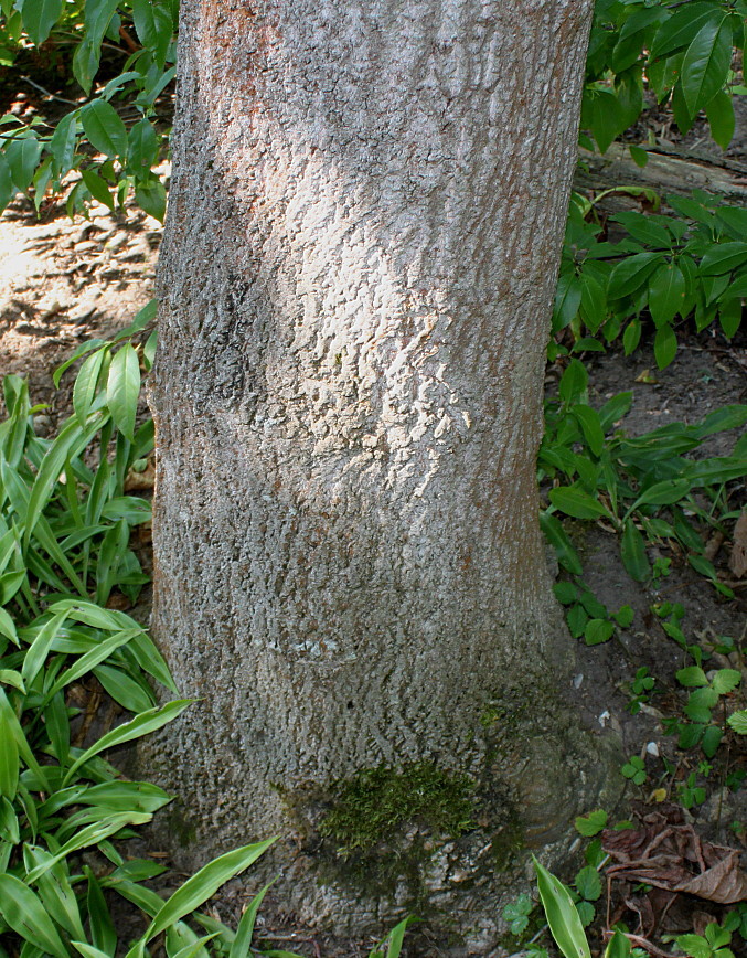 Изображение особи Liriodendron tulipifera.