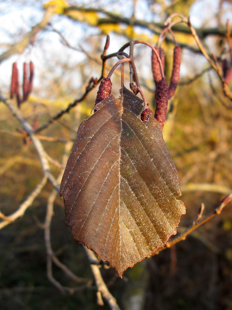 Изображение особи Alnus incana.