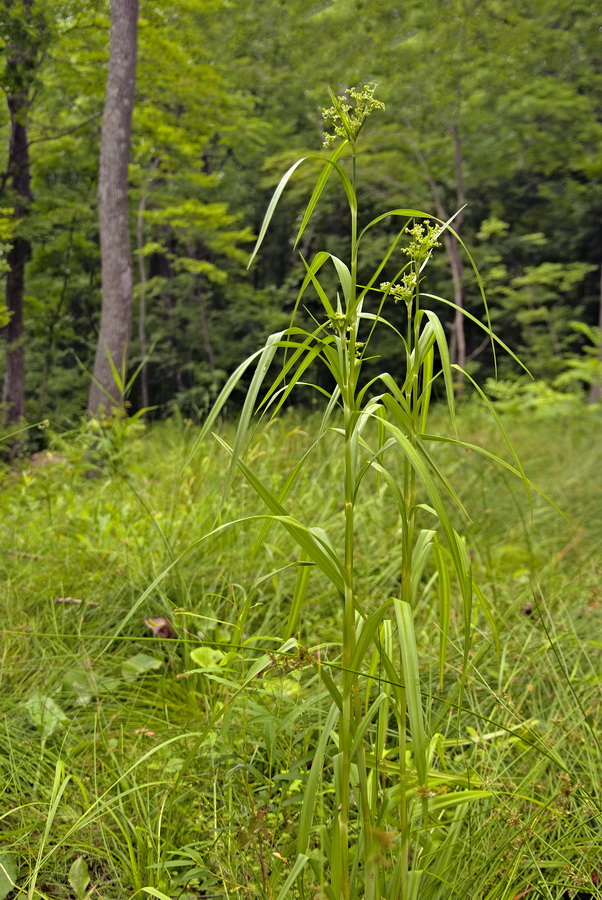 Изображение особи Scirpus asiaticus.