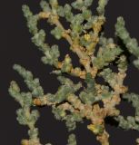 Image of specimen