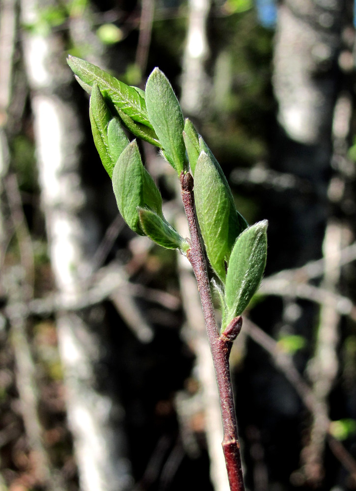 Image of Salix starkeana specimen.