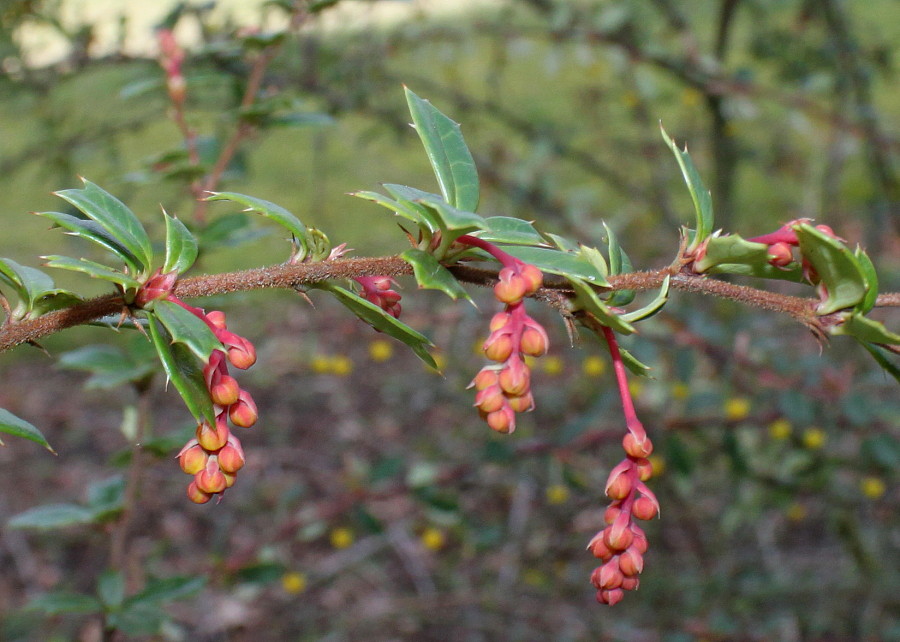 Изображение особи Berberis darwinii.