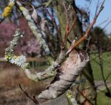 Sorbus mougeotii