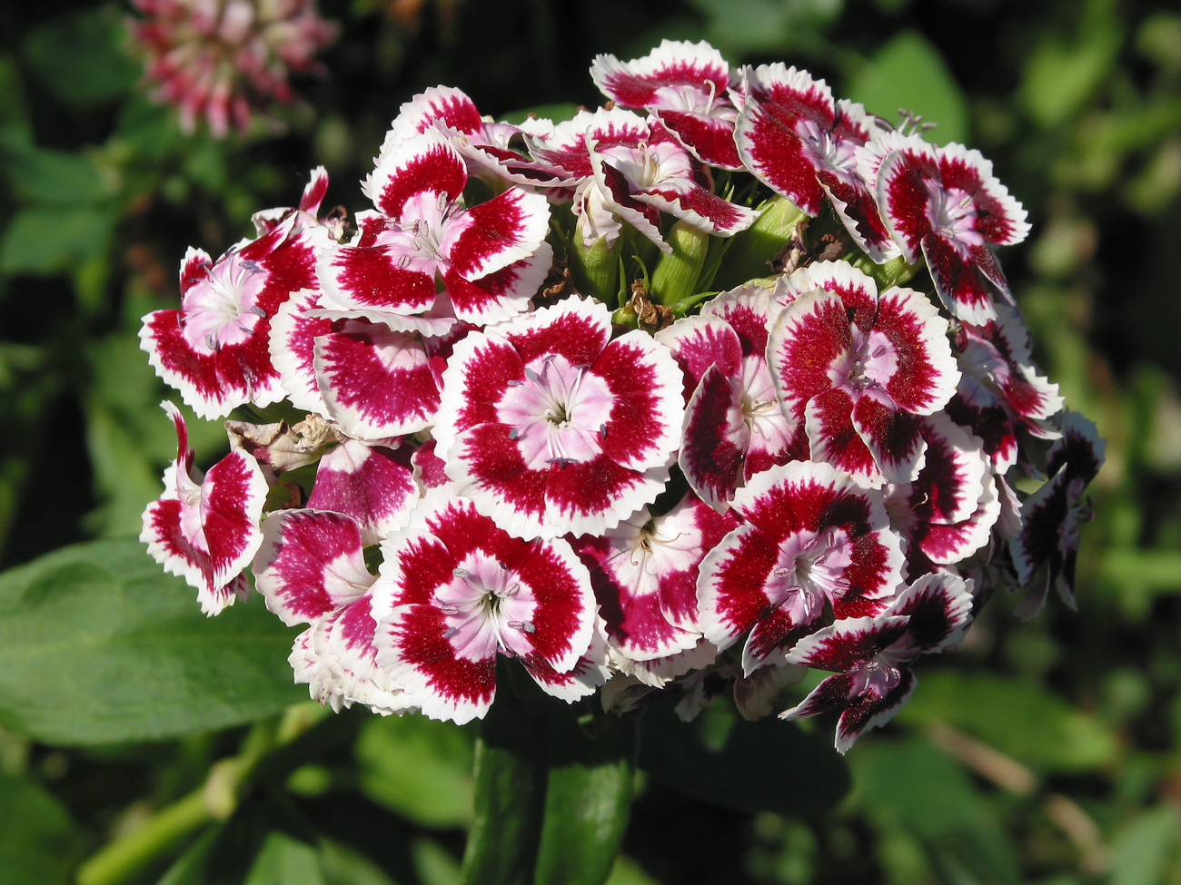 Image of Dianthus barbatus specimen.