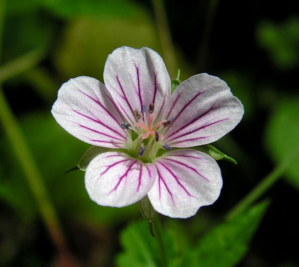 Изображение особи Geranium wilfordii.