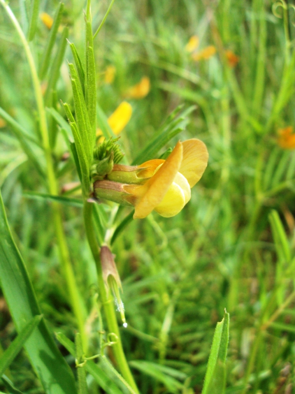 Image of Vicia biebersteinii specimen.