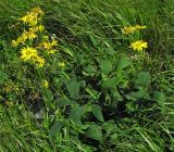 Doronicum austriacum. Цветущие растения на субальпийском лугу. Украина, Ивано-Франковская область, хребет Черногора, г. Туркул, 1800 м н.у.м. Июль 2007 г.