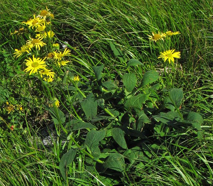 Изображение особи Doronicum austriacum.